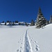 ... folgen wir den (Schneeschuh)-Spuren Richtung Böli;
und wieder sind unsere (und wohl weitere) Skitourengänger dankbar fürs eingerichtete Trassée ;-)