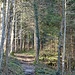 malerisches Wandern im Wald  vor ...