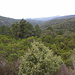 Typisches Landschaftsbild im Massif des Maures.