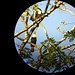 Unser Guide hat sein Fernglas auf die Vögel ausgerichtet. Durch das Okular kann man recht gut photographieren.