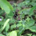 Eine riesengrosse aber wirklich schöne Spinne. Ob die kleine darüber der Spinnenmann ist?