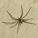 die Spinne scheint sich im Sand wohl zu fühlen