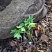 Helleborus viridis L.<br />Ranunculaceae<br /><br />Elleboro verde.<br />Hellébore vert.<br />Grüne Nieswurz.