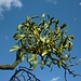 Foto der zweiten Tour:<br /><br />Weißbeerige Mistel (Viscum album) auf einem Apfelbaum.
