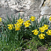 Osterglocke (Narcissus pseudonarzissus)