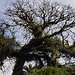 Kapok-Baum (Ceiba pendantra) bei Guápiles