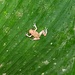 ... und einen kleinen Frosch zu sehen. Es gibt in Costa Rica schönere Arten, wir sollten in den nächsten Tagen mehr Glück haben.