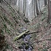Steiles Kerbtal des Gabenbaches, Blick bergwärts