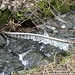 Gefrorenes Spritzwasser im Ziegelhüttenbach
