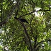 Irgendein fetter Vogel hockt im Baum - erkennen zu ich ihn nicht und ohne vernünftigen Zoom wird das Foto halt auch eher nix