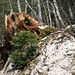 ein mächtiger Baumstrunk am "Vergehen", ein neues Tännchen (auf Fels) am Entstehen