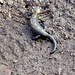 salamandra lungo la strada per la Capanna Mara