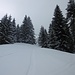 Eine alte, verschneite Skispur führt zwischen die Bäume