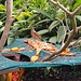 Neben dem Frühstücksraum des Hotels wird auch an die Vögel gedacht: jeden Tag werden an ein kleines Baumskelett frische Früchte gehängt, an denen sich die gefiederten Freunde laben können. Sehr zur Freude der Gäste natürlich.
