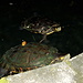 Im Gartenteich schwimmt eine Schildkrötenfamilie