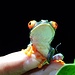 Rotaugenlaubfrosch, eines der beliebtesten Fotomotive Costa Ricas