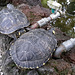 Gelbwangen-Schildkröten im Botanischen Garten