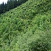 Schmaler Pfad in üppigem Grün bei Stutzboden