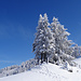 Bäume im Winterkleid, im Aufstieg zur Chüebodenegg