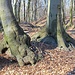 Buchenfüße, warum die Bäume vorrangig auf den Steinen wachsen, ist rätselhaft.