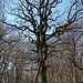 Alte Eiche