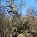 Knorrige Buche auf Steinunterbau