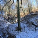 Haldenschüttungen links und rechts des Baumes in verschiedenen Höhenlagen. Der zugehörige Stollen liegt links des Bachzusammenflusses.