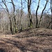 Hradiště Osek (Burgplatz Ossegg), Ringwall