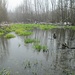 Attraversamento di un basso corso d’acqua dove il freddo dei giorni scorsi è stato mitigato, mantenendo verdi i ciuffi d’erba che stanno crescendo.
