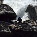 Les otaries du Cap Foulwind
