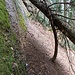 Felsbandweg