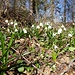 Der Frühling kündigt sich an