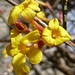 In einem Garten am Sulzer Berg gesehen