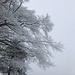 Winterlandschaft auf der Hochebene Montagne de Sorvilier