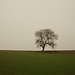 einsamer Baum in grauer Landschaft