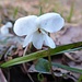 Viola bianca