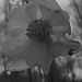 Flower in the gray...