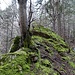 ... zum moosüberzogenen Felsen ...