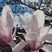 Blüten der Yulan-Magnolie (Magnolia denudata) in Aesch.