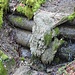 Weiche Kalkablagerungen im Schlosstöbeli. Diese Ablagerungen werden bei Hochwasser oft weggespült 