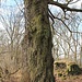 Großer knorriger Baum (Stammdurchmesser etwa 3 m)