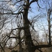 Knorriger alter Baum
