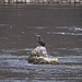 Ein Kormoran sitzt mitten im Fluss und schaut nach Beute aus.