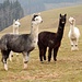 Alpacas auf Hindtli - ein jedes Mal erfreut uns ihr Anblick sehr :-)