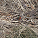 Es wird Frühling: die ersten Schmetterlinge geniessen die Sonne. Kleiner Fuchs (Aglais urticae).