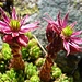 Der Frühsommer ist die Blütezeit der Berg-Hauswurz - eine sehr fotogene Pflanze!