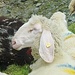 Auch Schafe haben ein "Hundeleben".