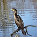 Kaum losgelaufen, kommt mir ein Kormoran vor die funkelnagelneue Linse