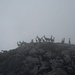 Junge Kolonie von Alpensteinböcken (Capra ibex) oberhalb vom Wiss Tritt.