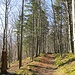 Lauschiger Waldabstieg mit Durchblick in das Zastlertal